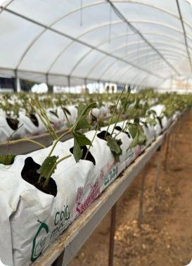 WhatsApp-Image-2024-10-11-at-17.45.57_1c348787-1 (1)