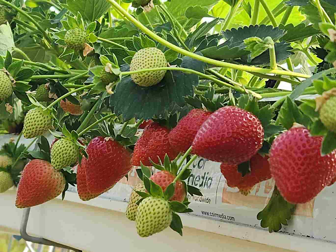 WhatsApp-Image-2025-06-07-at-09.55.00_8b0cf19f