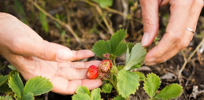 strawberry diseases