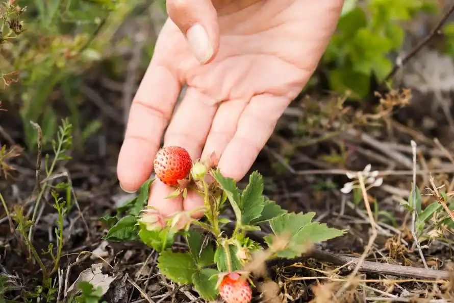 strawberry plant disease