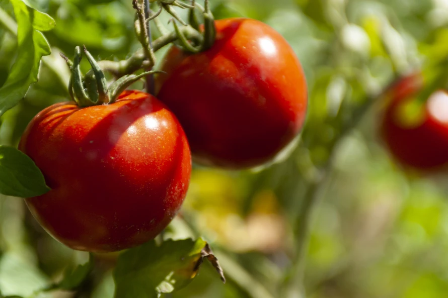how to plant tomato