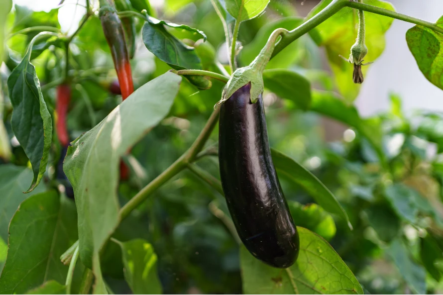 when to plant aubergine