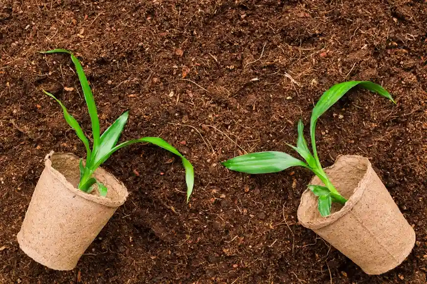 Are Coco Coir Grow Bags Reusable