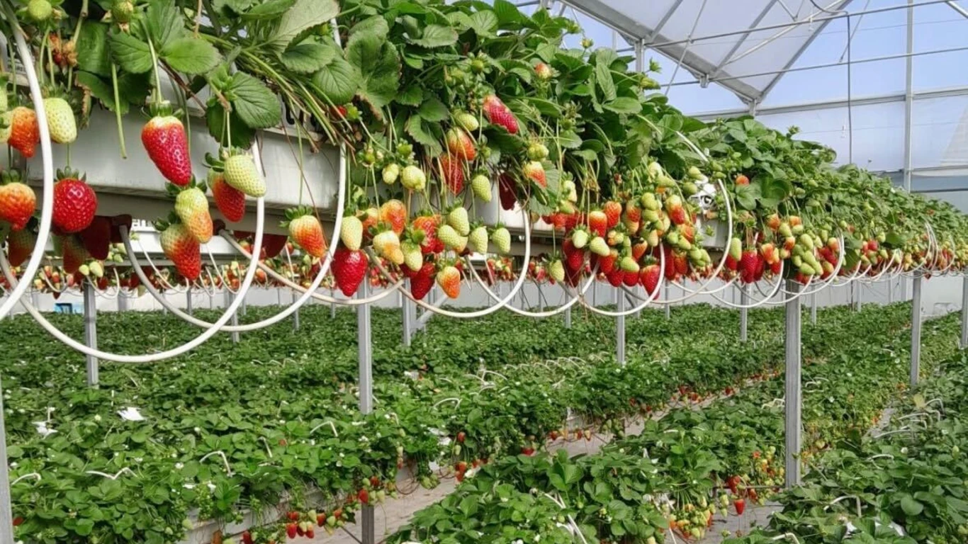 CoirMedia launches price lock program for next season